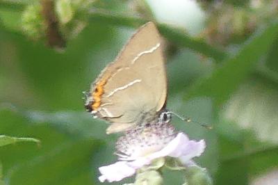 <i>Satyrium w-album</i>