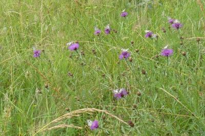 <i>Melanargia galathea</i>