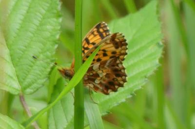 <i>Boloria dia</i>