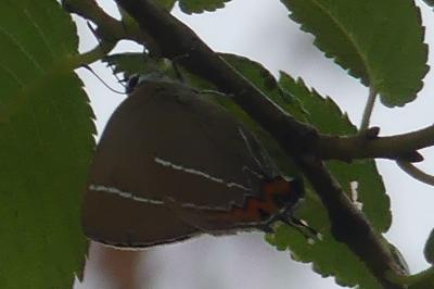 <i>Satyrium w-album</i>