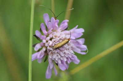 <i>Nemophora metallica</i>