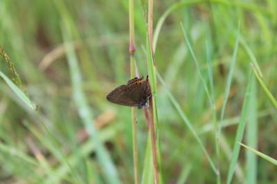 <i>Satyrium pruni</i>