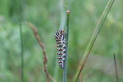 <i>Papilio machaon</i>