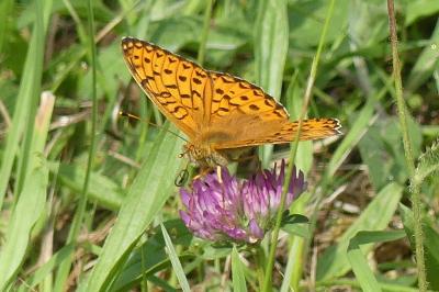 <i>Speyeria aglaja</i>