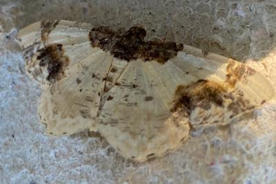 <i>Ligdia adustata</i>