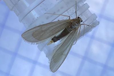 <i>Acentria ephemerella</i>