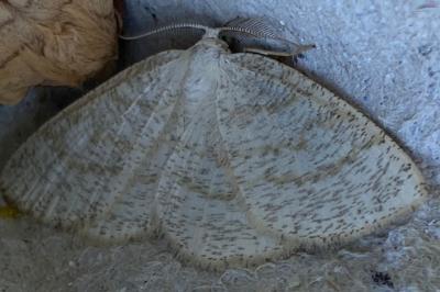<i>Cabera exanthemata</i>