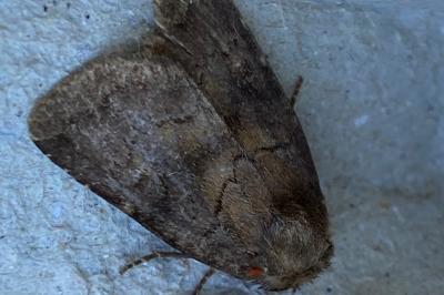 <i>Rusina ferruginea</i>
