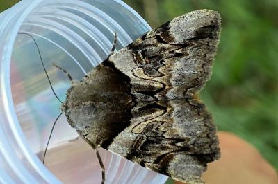 <i>Catocala fulminea</i>