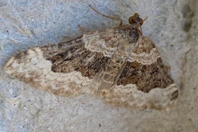 <i>Epirrhoe galiata</i>