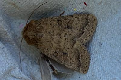 <i>Hoplodrina octogenaria</i>