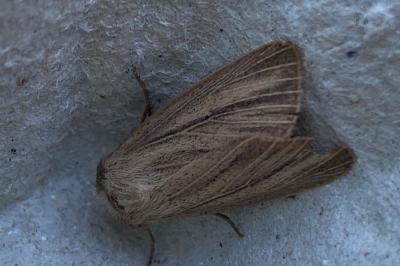 <i>Mythimna pudorina</i>