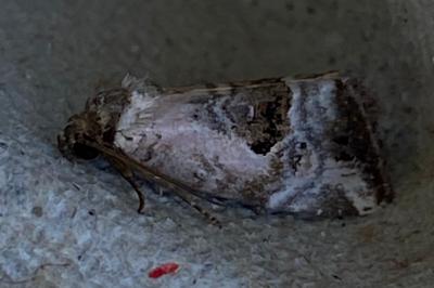 <i>Elaphria venustula</i>