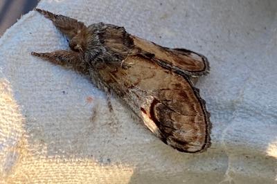 <i>Notodonta ziczac</i>