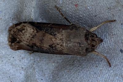 <i>Agrotis ipsilon</i>