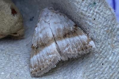 <i>Meganola albula</i>