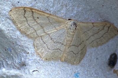 <i>Idaea aversata</i>