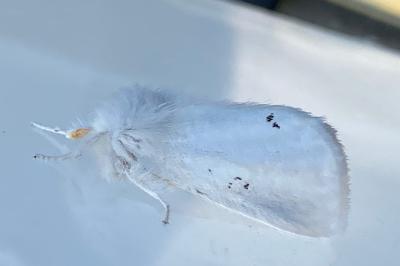 <i>Euproctis chrysorrhoea</i>