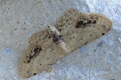 <i>Idaea dimidiata</i>