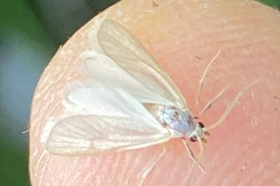 <i>Acentria ephemerella</i>