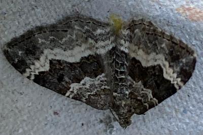 <i>Epirrhoe alternata</i>