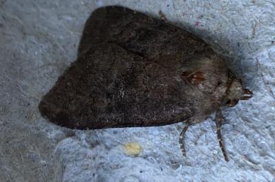 <i>Rusina ferruginea</i>