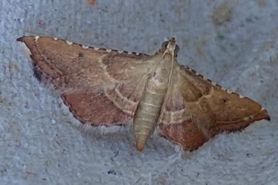 <i>Endotricha flammealis</i>