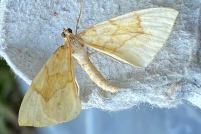 <i>Gandaritis pyraliata</i>