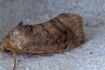 <i>Cosmia pyralina</i>