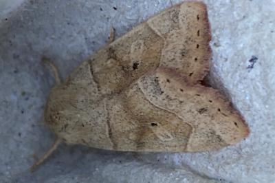 <i>Cosmia trapezina</i>