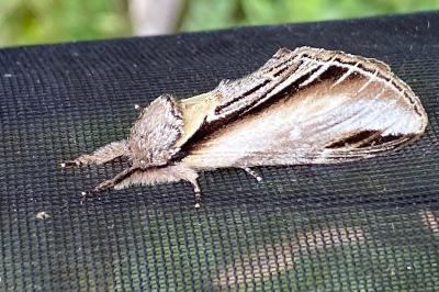<i>Pheosia tremula</i>
