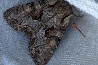 <i>Lacanobia w-latinum</i>