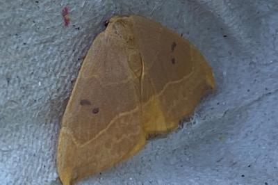 <i>Watsonalla binaria</i>