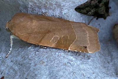 <i>Noctua fimbriata</i>