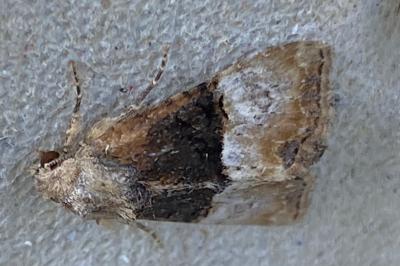<i>Mesoligia furuncula</i>