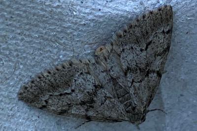 <i>Tephronia sepiaria</i>