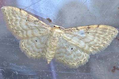 <i>Idaea fuscovenosa</i>