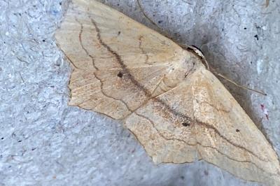 <i>Scopula imitaria</i>