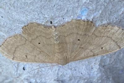<i>Idaea deversaria</i>