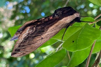 <i>Sphinx ligustri</i>