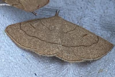 <i>Paracolax tristalis</i>