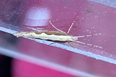 <i>Plutella xylostella</i>