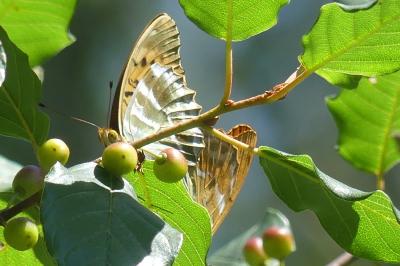 <i>Argynnis paphia</i>