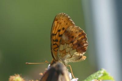 <i>Brenthis daphne</i>