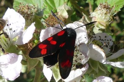 <i>Zygaena filipendulae</i>