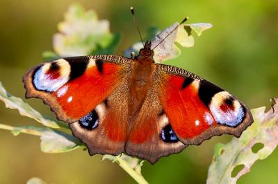 <i>Aglais io</i>