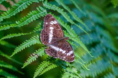 <i>Limenitis camilla</i>