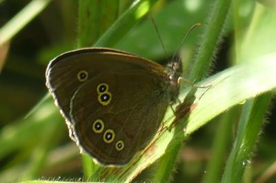 <i>Aphantopus hyperantus</i>