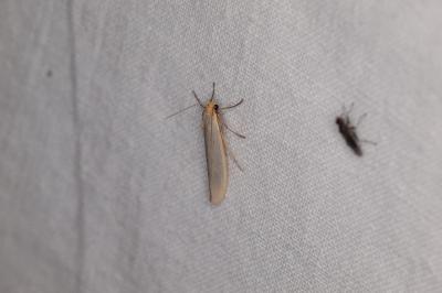 <i>Eilema caniola</i>