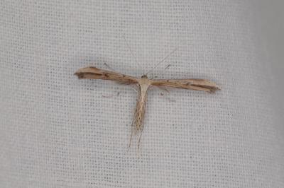 <i>Emmelina monodactyla</i>